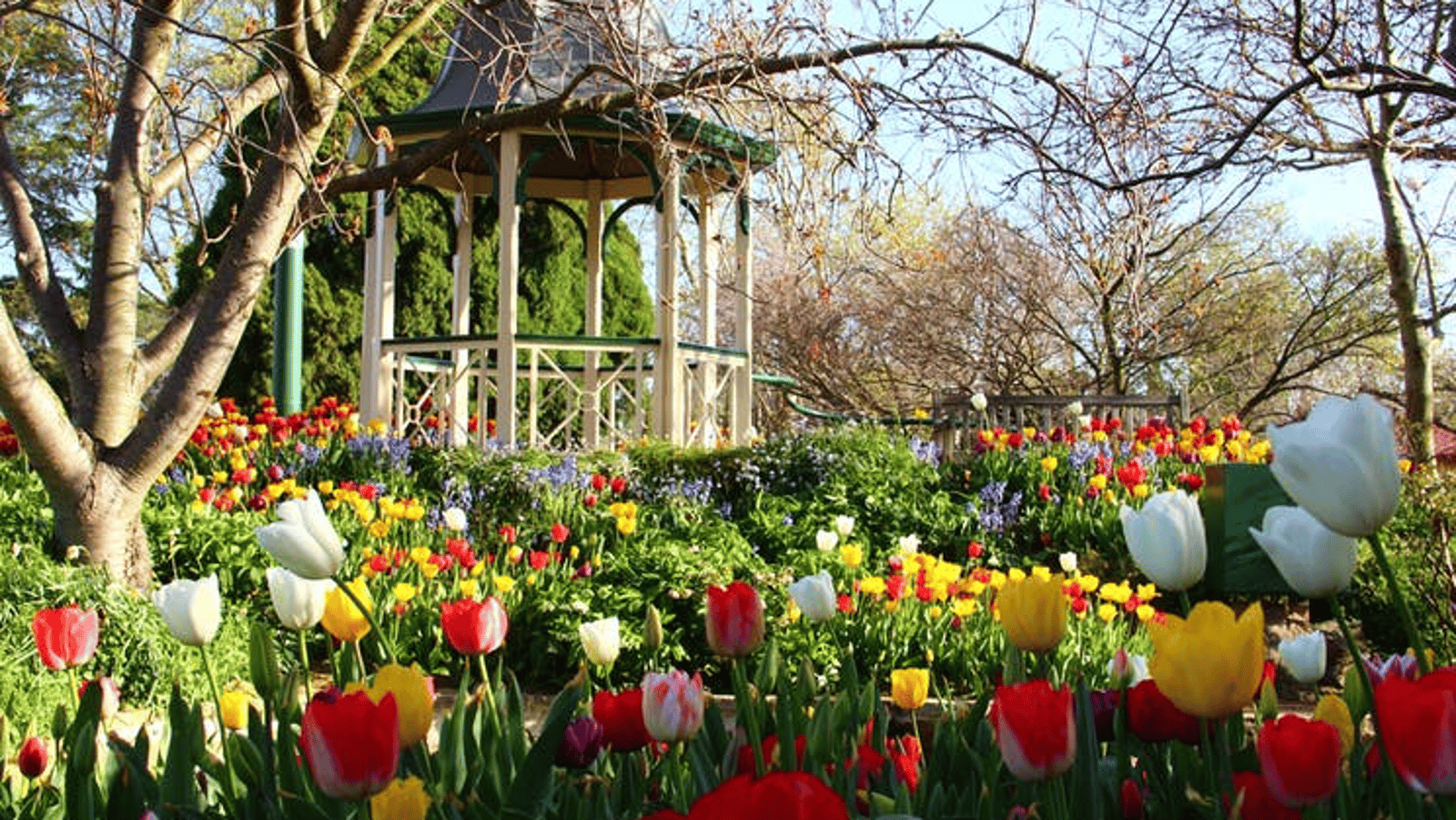 LADIES ONLY Tour of Floriade & Tulip Time (Sydney roundtrip, Sep 2023) -  Travel at 60