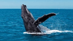 See the whales at play in the waters around Fraser Island