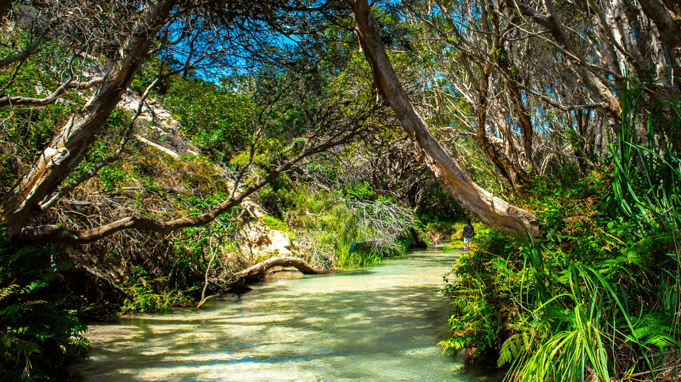 The relaxing fresh waters of Eli Creek
