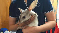 Meet the rare and endangered Bilby at the Bilby Experience in Charleville
