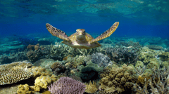 Enjoy a full day cruise to Moore Reef on the Great Barrier Reef