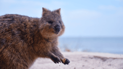 These uber-cute, extremely hospitable marsupials can be found all over Rottnest Island.