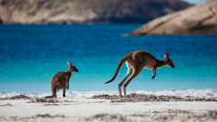 You may see some of the local kangaroos that like to laze on the pristine beach at stunning Lucky Bay in Cape Le Grand National Park, 