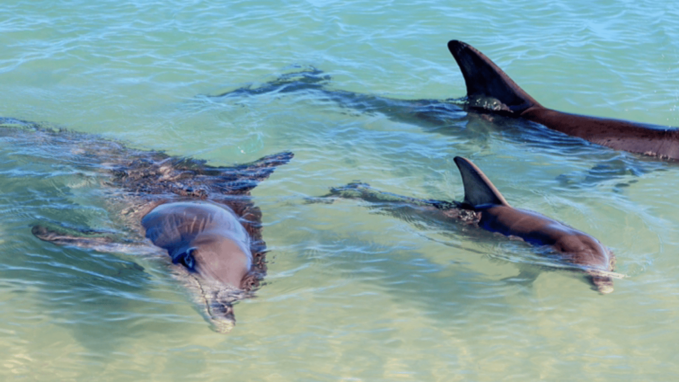 Watch the famous Monkey Mia dolphins swim into shore to be fed.