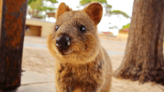 Don't forget to take a 'quokka selfie' on Rottnest Island