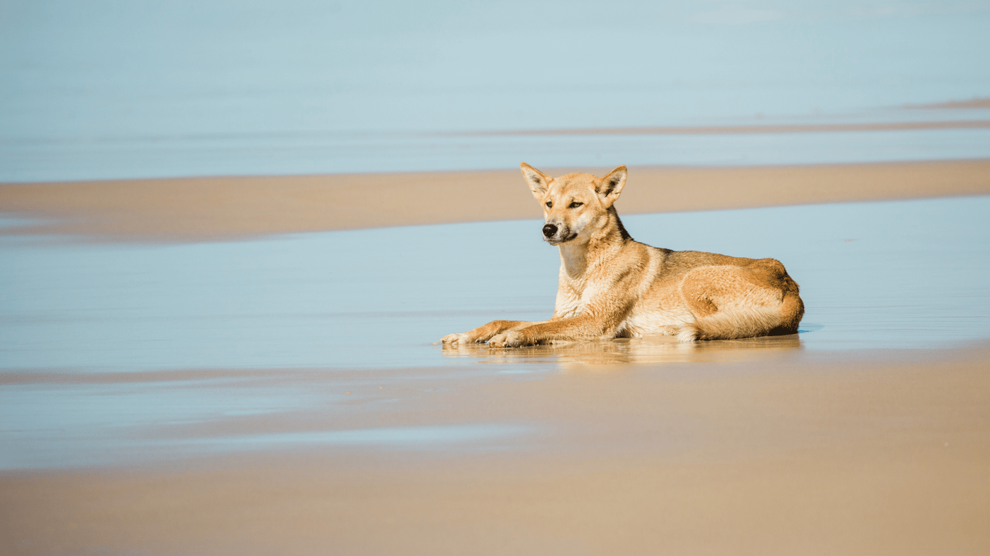 The dingoes on Fraser Island are said to be the purest of breed on the east coast of Australia