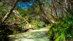 Visit Eli Creek on your full day 4WD island tour