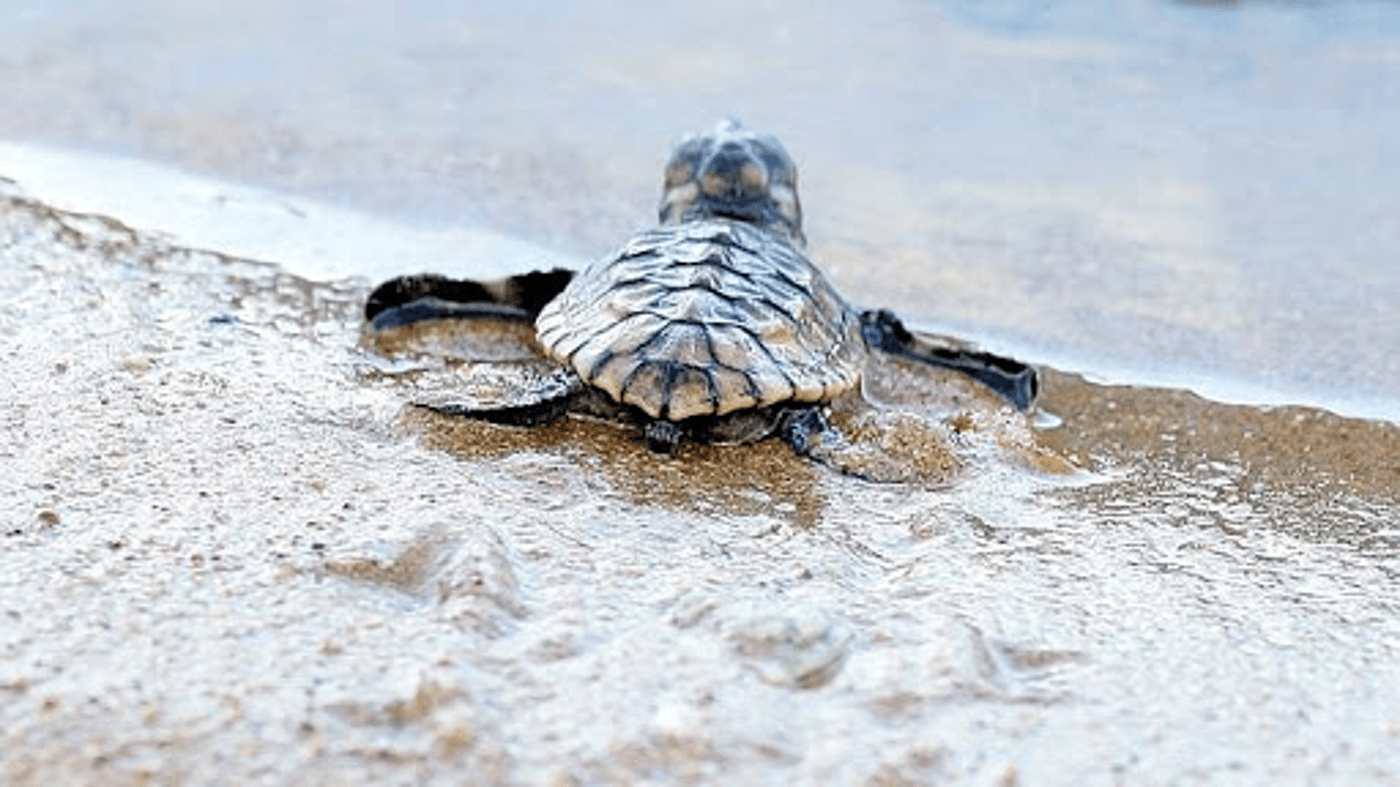 From January to March, baby turtles will hatch and make their way to the water to start their journey.