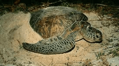 From November to January, female turtles come ashore to lay their clutch of eggs, then return to the ocean