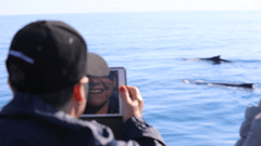 Enjoy a half day whale watch cruise from Kingfisher Bay Resort