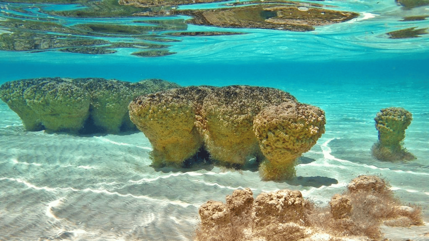 Travel to Hamelin Pool to see the world’s best-known colony of stromatolites. 