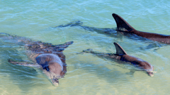 Every morning, Monkey Mia’s wild dolphins swim to shore to be fed and mingle with the people