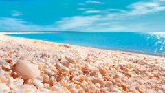 Visit Shell Beach, one of only two in the world, formed from billions of coquina bivalve shells