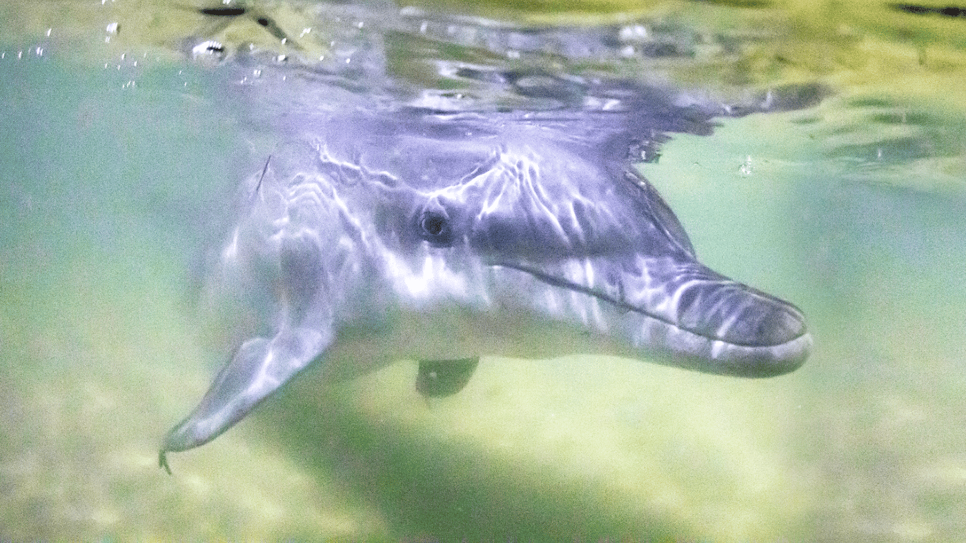 Meet the wild dolphins as they come into feed