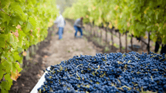 Winery