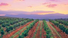 Hunter Valley Wine country