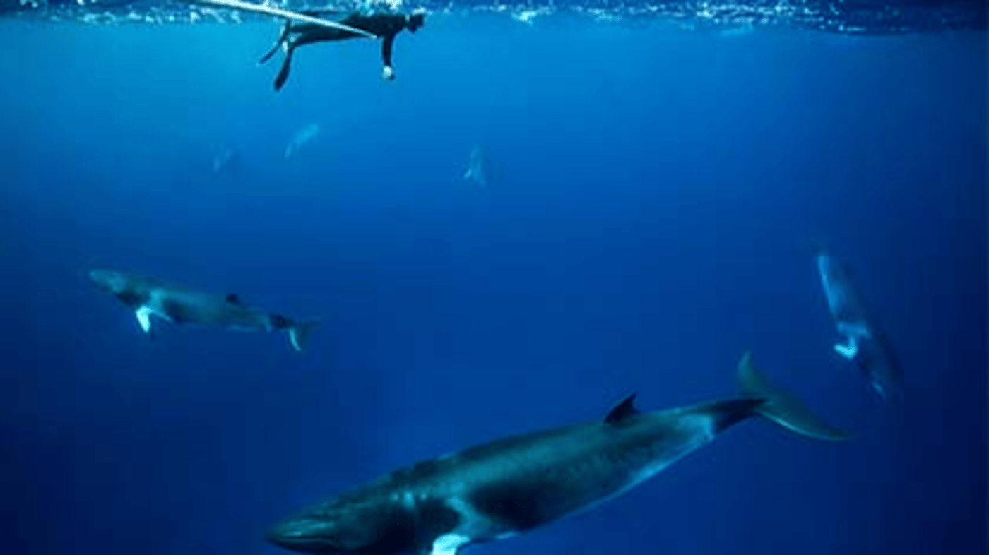 The Ribbon Reefs are renowned for their prolific marine life