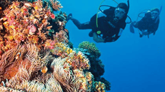 You can observe magnificent corals, plummeting drop-offs and many fish in the crystalline waters of Osprey Reef