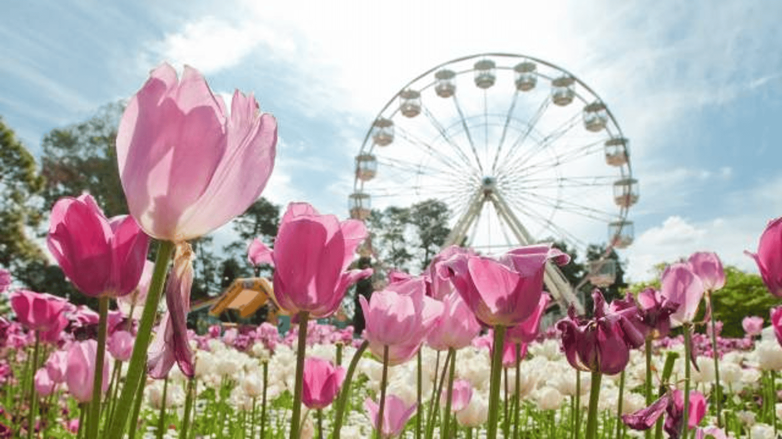 Floriade Canberra Tulip Time Bowral Tour Sep 2021 