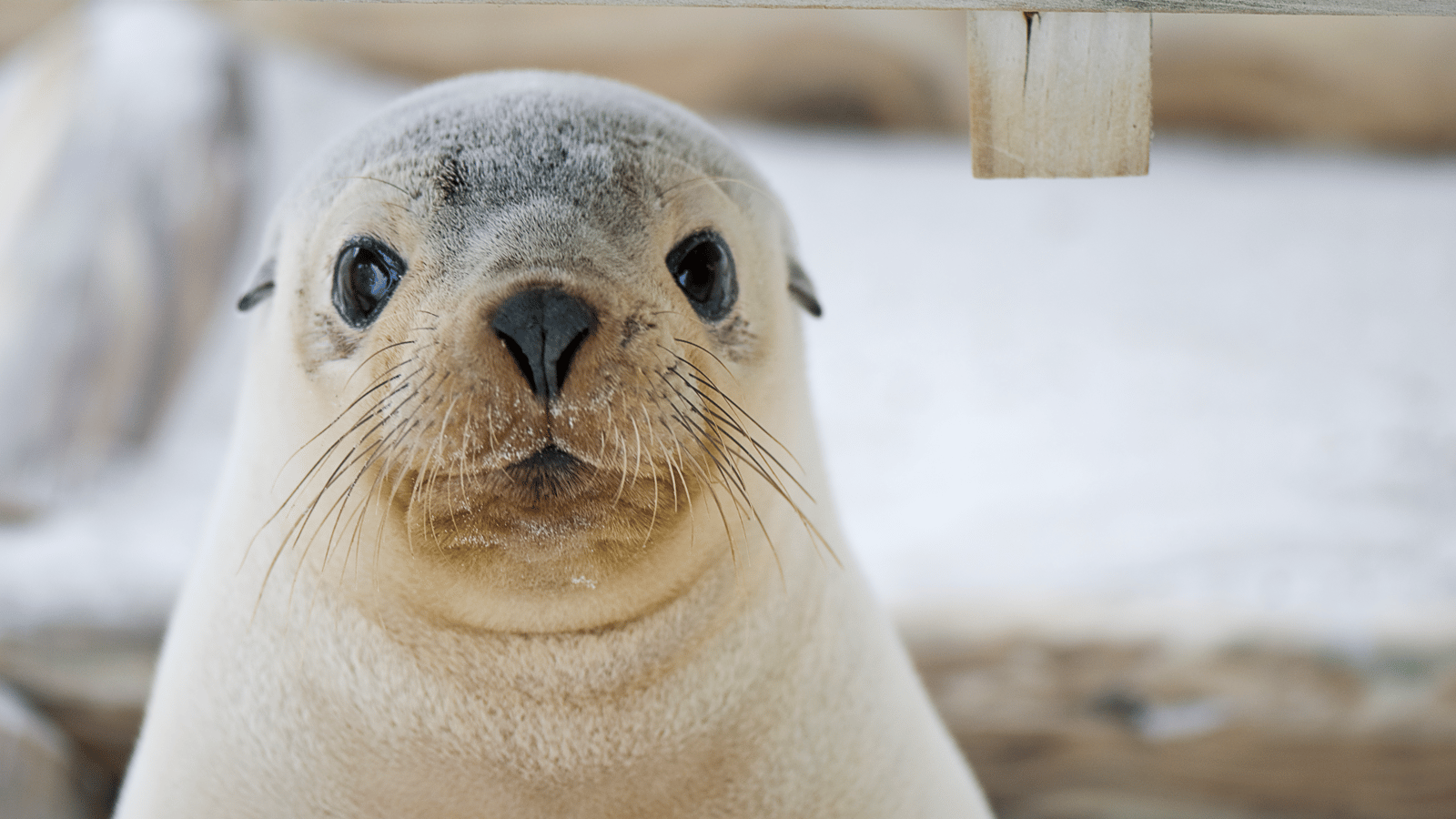 Cruise to Kangaroo Island, Adelaide, Port Lincoln & Phillip Island (Melbourne roundtrip, Mar