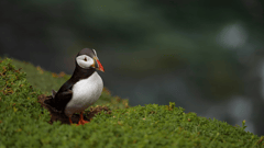 Watch puffins in the wild