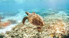 Lady Elliot Island