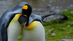 and the Emperor Penguins