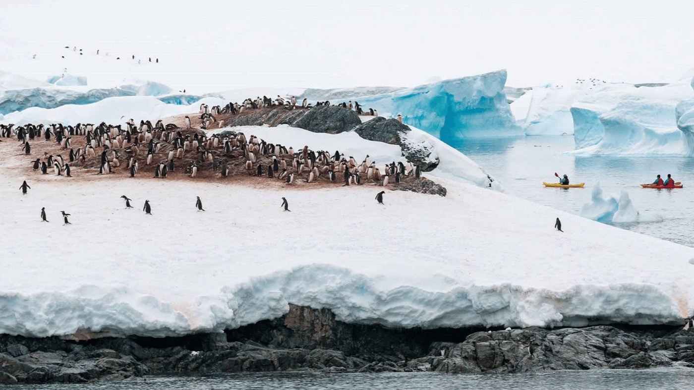 Get up close to the amazing wildlife in Antarctica