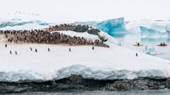 Get up close to the amazing wildlife in Antarctica