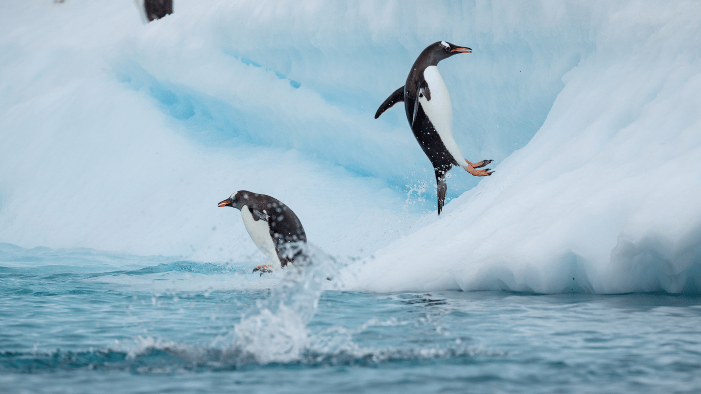 See the penguins at play