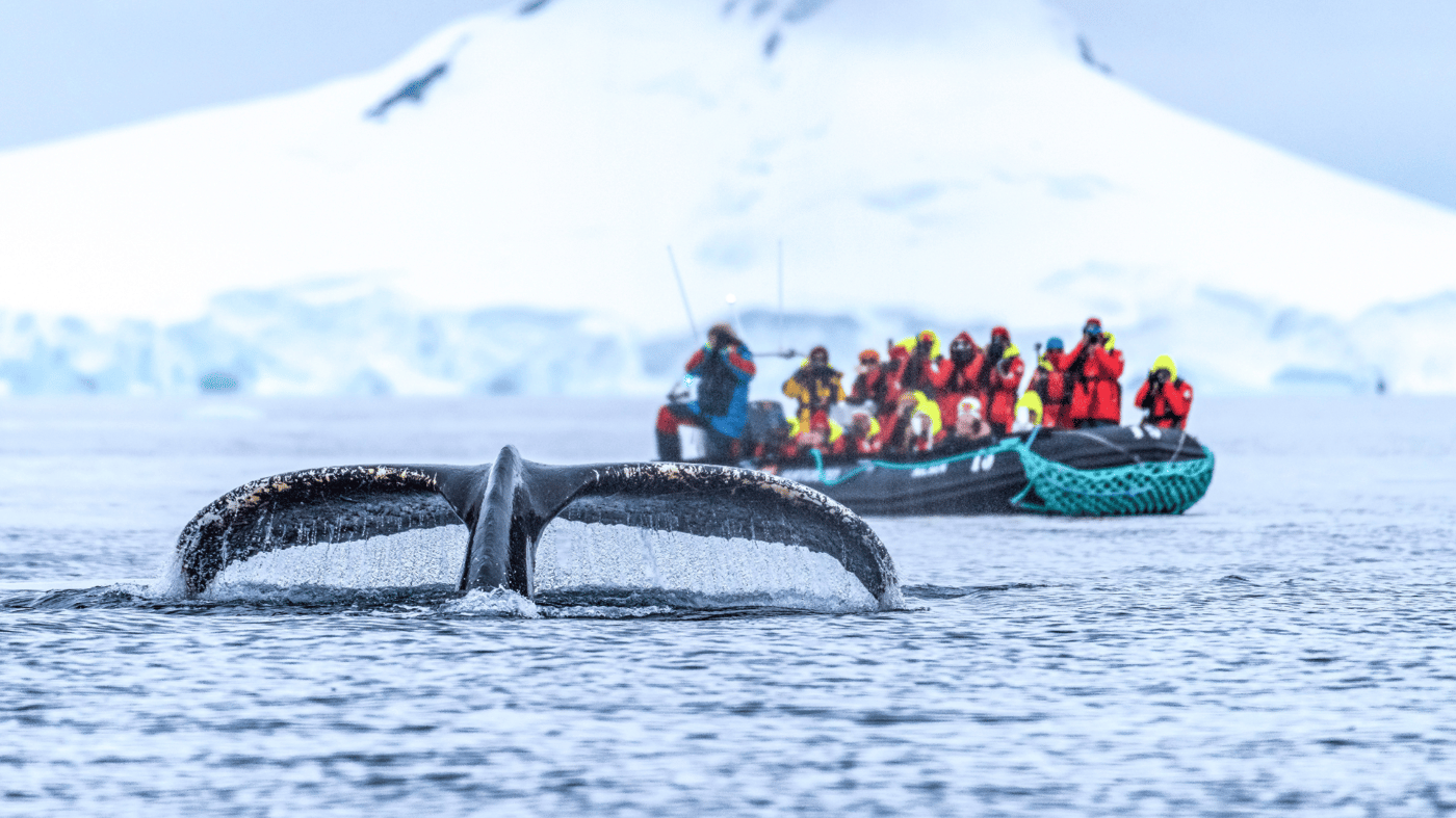 You may even see whales playing