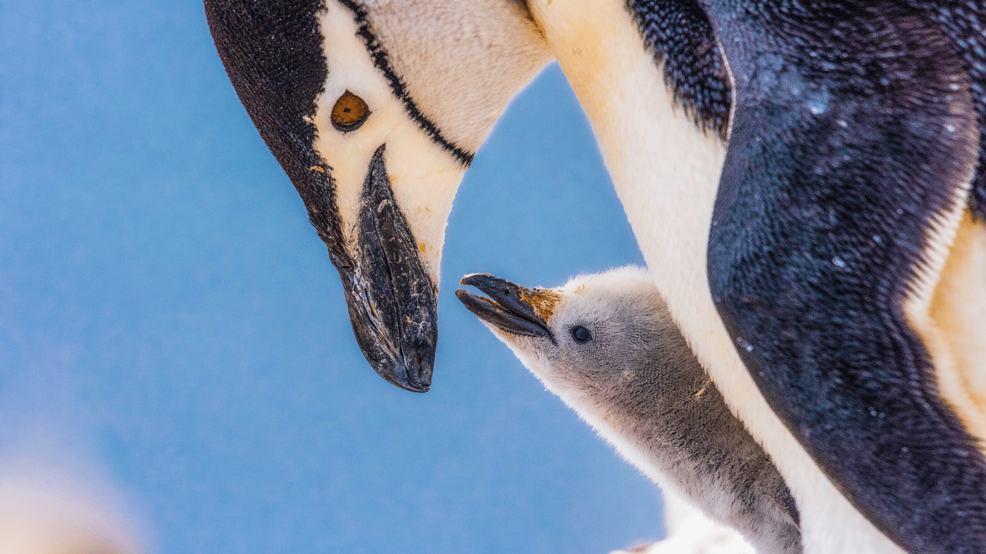 Emperor penguins are doting parents from the moment their egg is laid until it is old enough to hunt for its own food