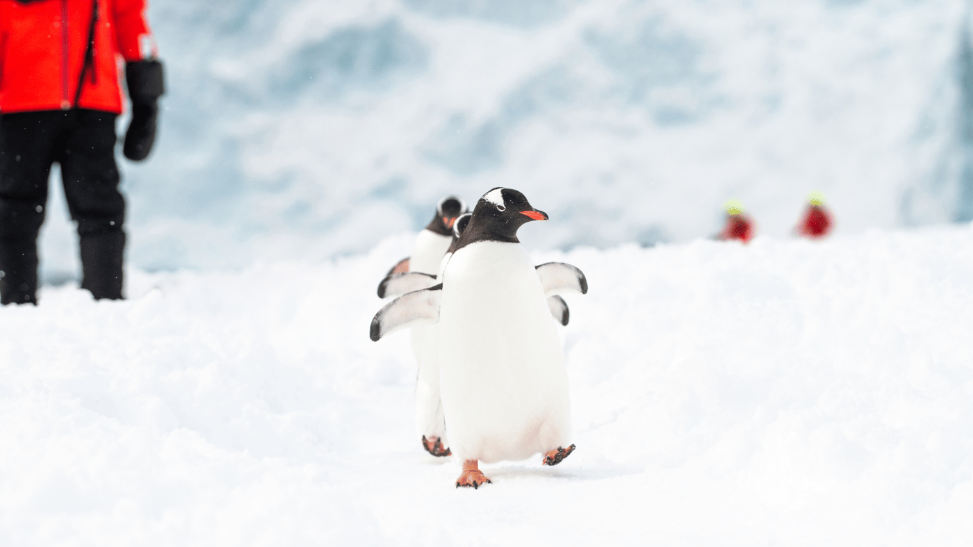 and the penguins