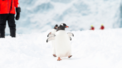 and the penguins