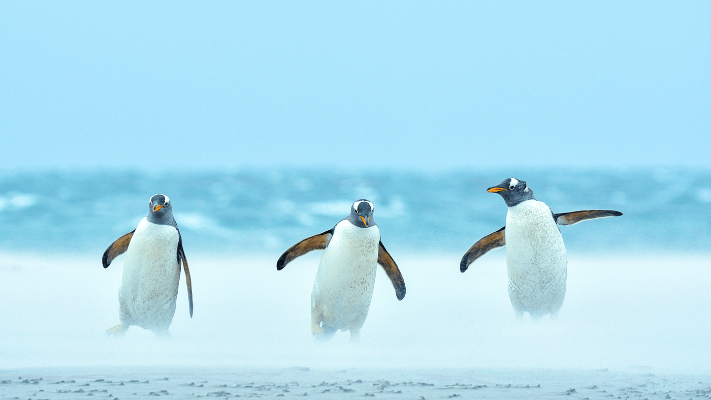 and the Emporer penguins