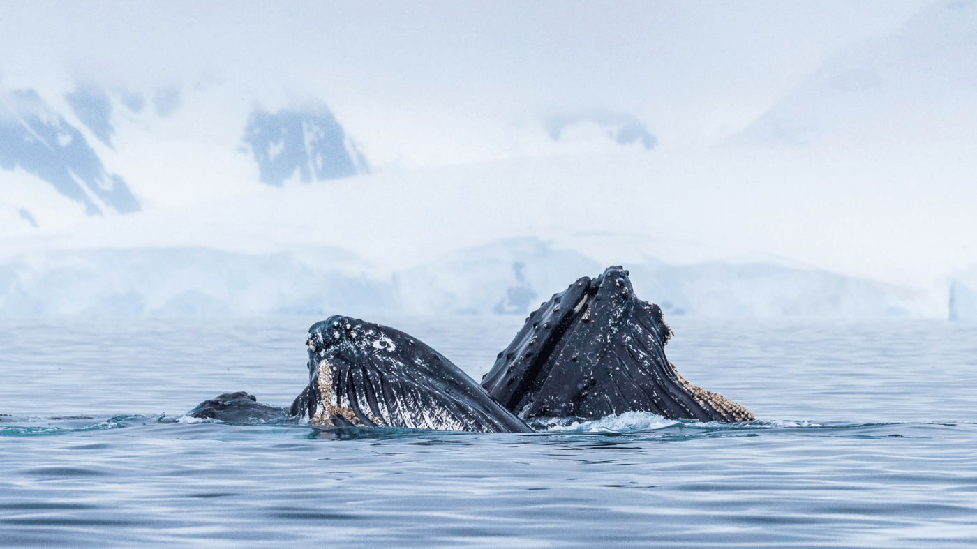 You may even see whales at play