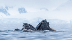 You may even see whales at play