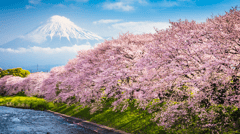 Cherry blossom time in Japan