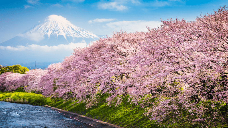 Cherry blossom time in Japan