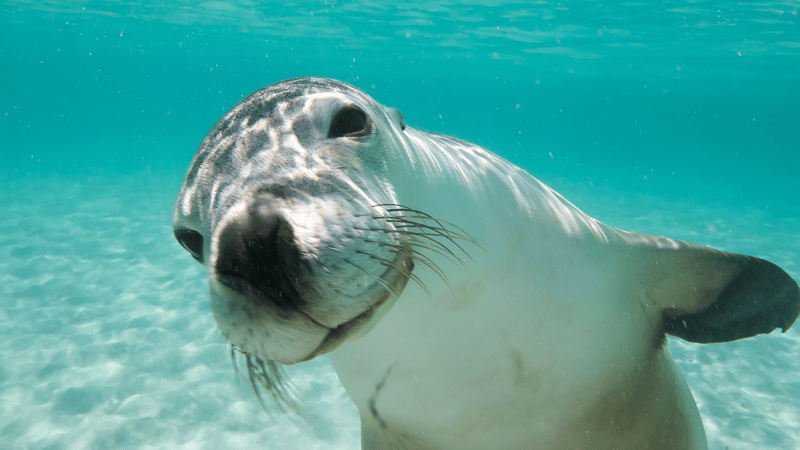 Australian sea lions love to swim and play with snorkellers and divers in the Abrolhos Islands