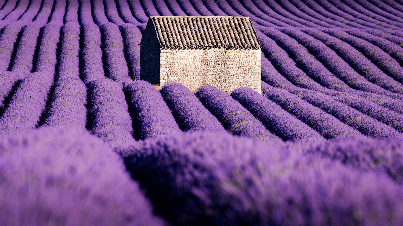 Lavender fields in Provence, France