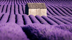 Lavender fields in Provence, France