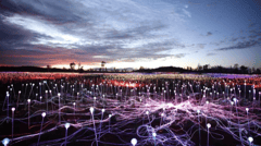 Optional Sunrise Field of Light tour (additional cost), (Photo by Mark Pickthall)