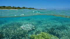 Maitre islet, Noumea, New Caledonia