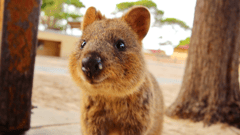 ...and don't forget to take a #QuokkaSelfie!
