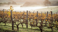 This is also a marvellous opportunity to visit the Margaret River region