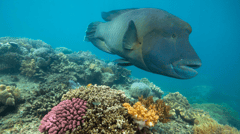 Moore Reef