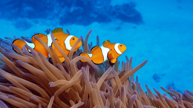 Reef of Dreams - Queensland (2028)