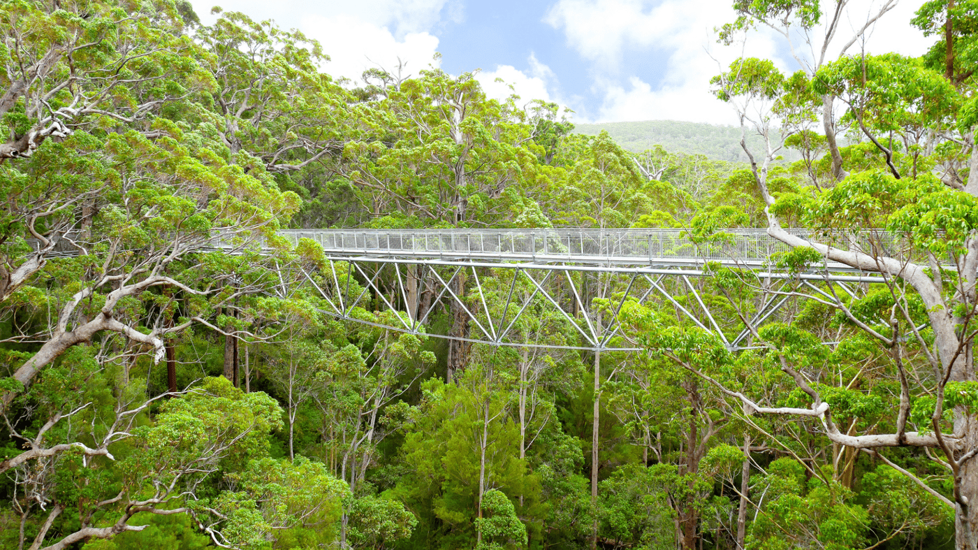 Albany is the perfect gateway to some amazing optional experiences, including the beautiful "Valley of the Giants" treetop walk.