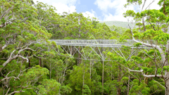 Albany is the perfect gateway to some amazing optional experiences, including the beautiful "Valley of the Giants" treetop walk.